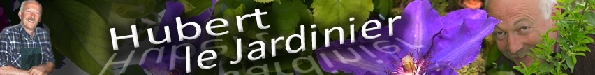 bann mai.jpg