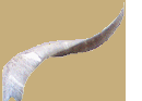 corne2.png