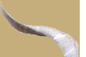 corne.png